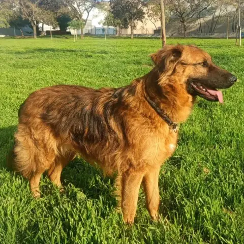 Otto