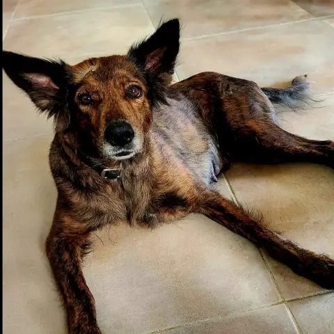 Zelda La Câline