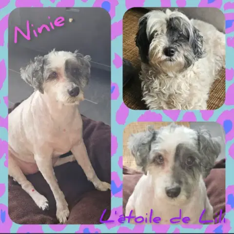 Ninie