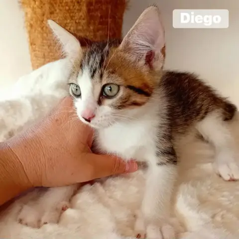 Diego photo 2