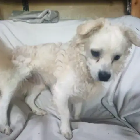 Aky