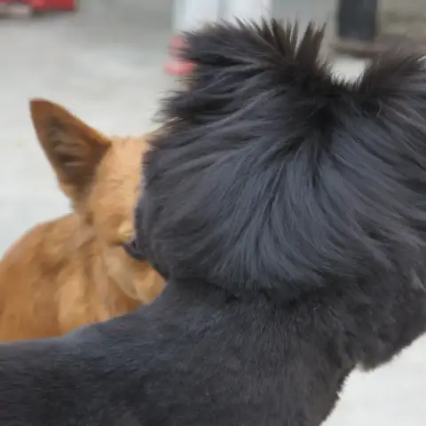 Dangao photo 3