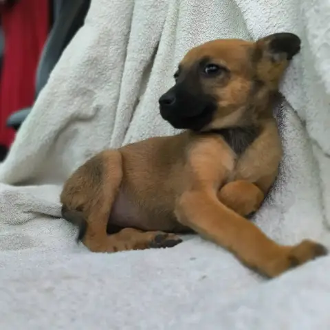Poupette