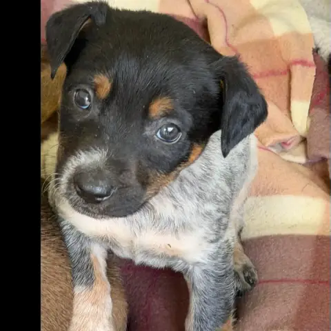 Dexter photo 2