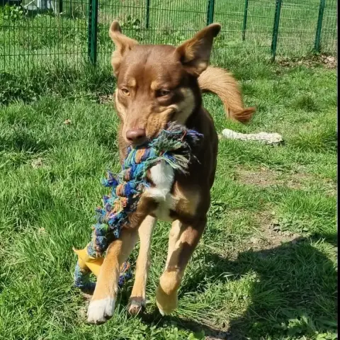 Nala