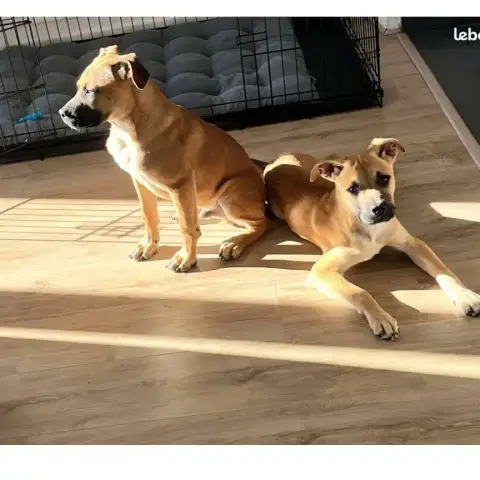 Marley Et Haiko