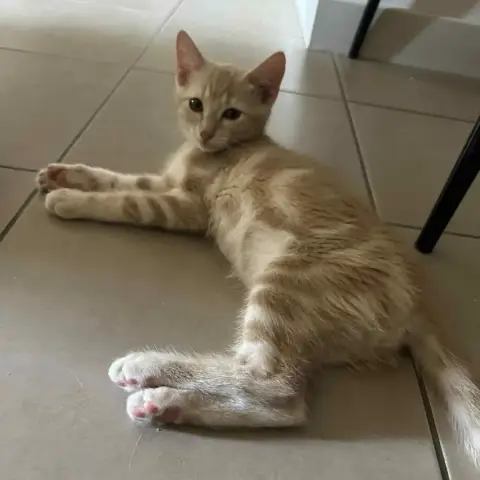 Kiiro