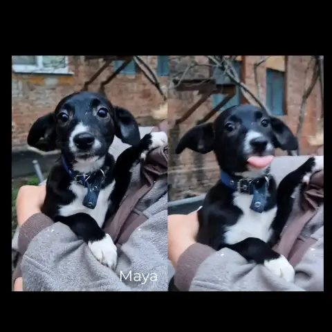 Maya