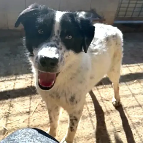 Pongo photo 2