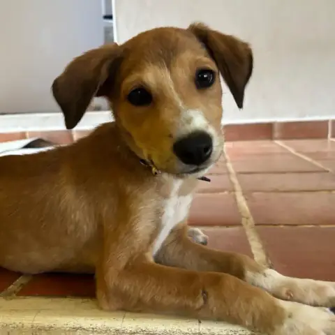 Nilo