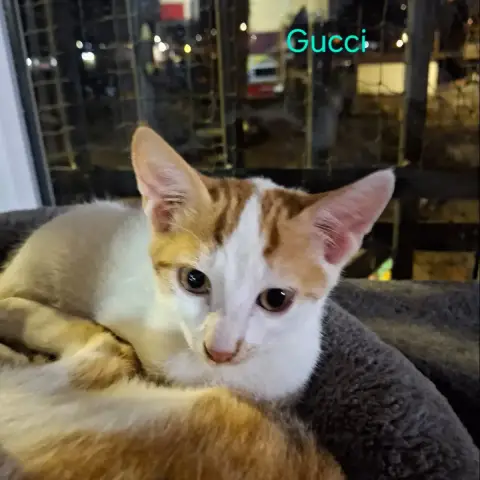 Gucci