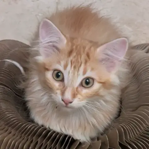 Bretzel