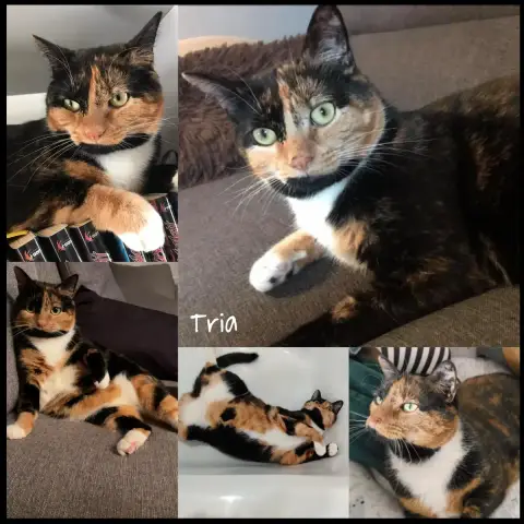 Tria