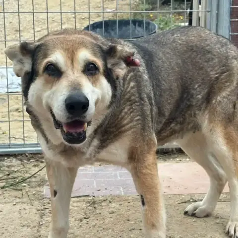Petunia photo 3