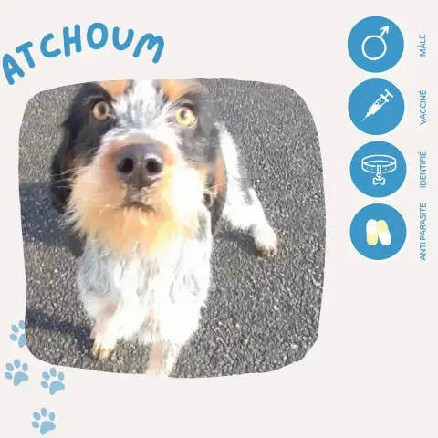 Atchoum