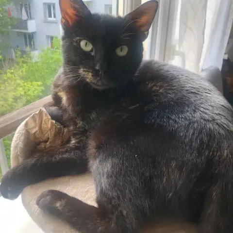 Olie