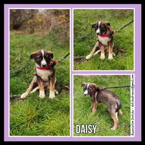 Daisy