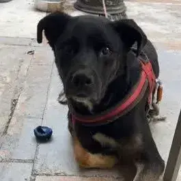 Scooby