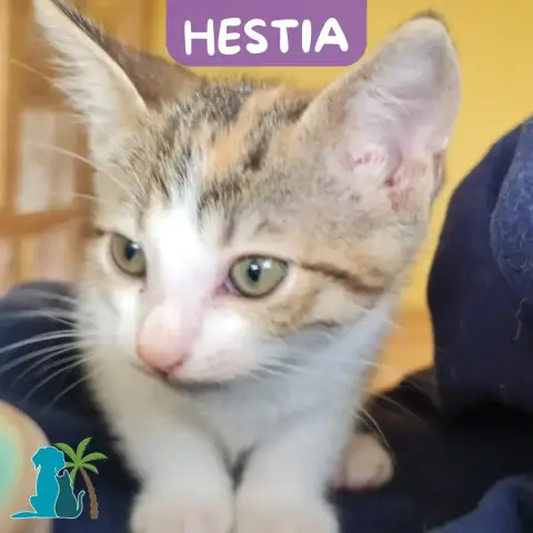 Hestia