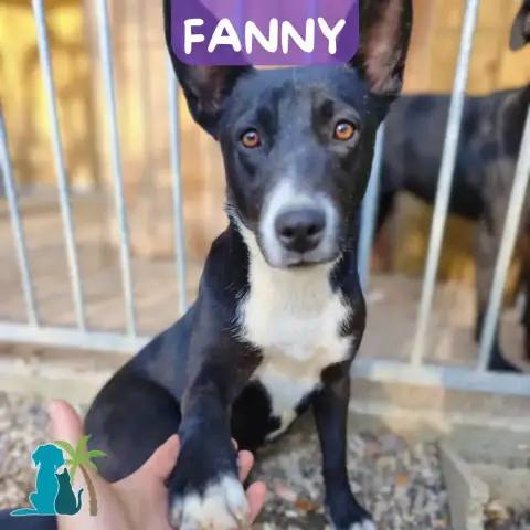 Fanny