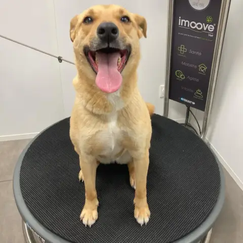 Nala Ii