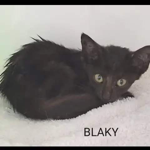 Blaky