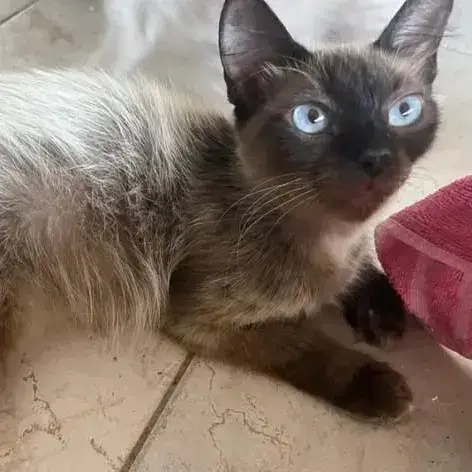 ✨️ Maha ✨️ 🐱