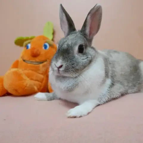 Guinette photo 2