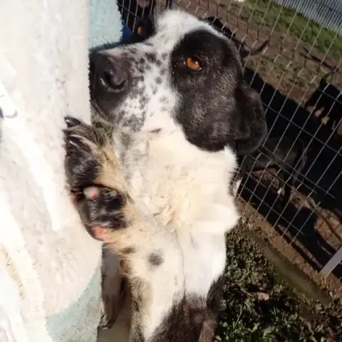 Mira