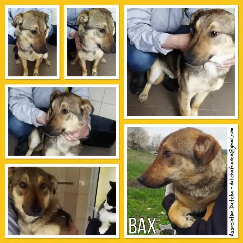 Bax