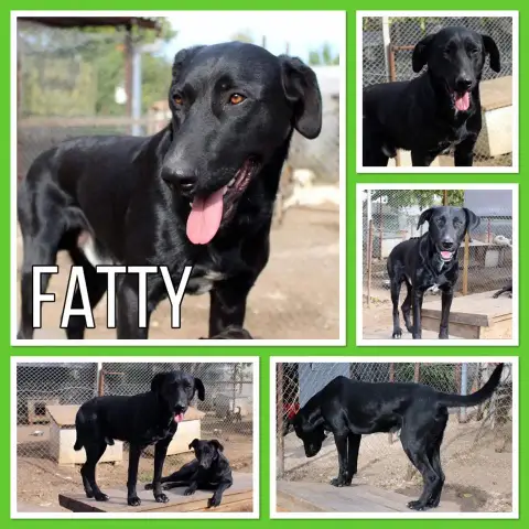 Fatty