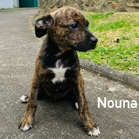 Nouna photo 2