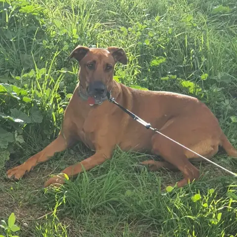 Archie