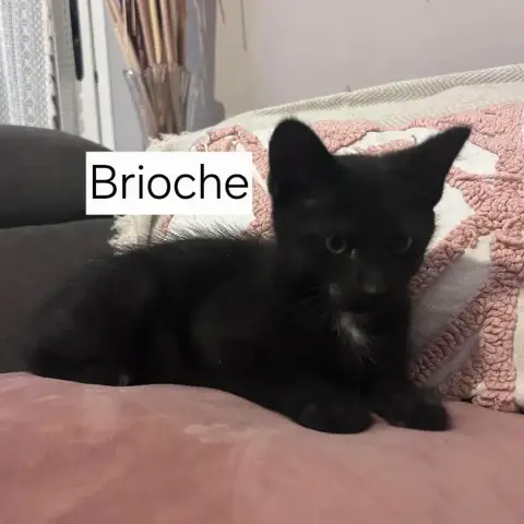 Brioche