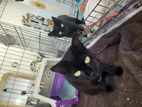 Isis Et Iris photo 3