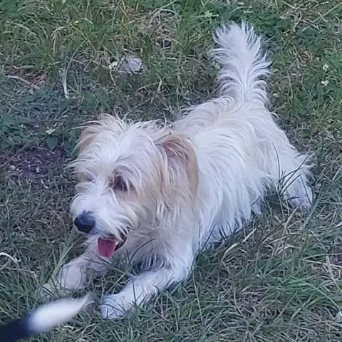 Choupi
