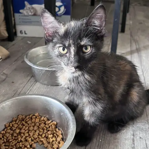 Bijoux