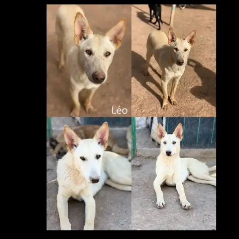 Leo