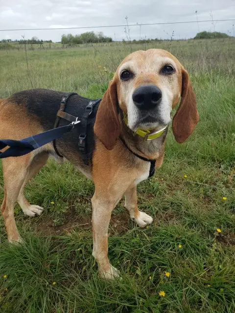 Pepito photo 3