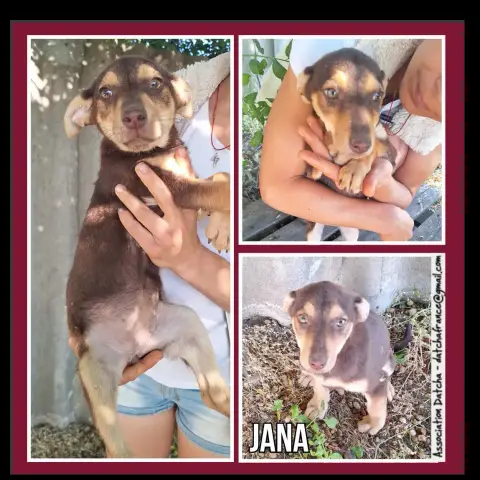 Jana
