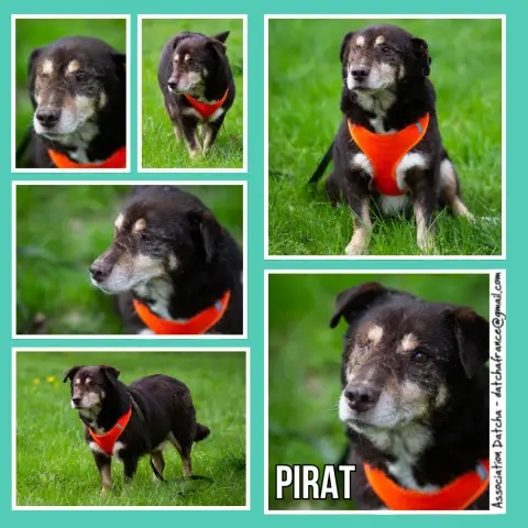 Pirat