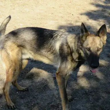Skoll photo 3