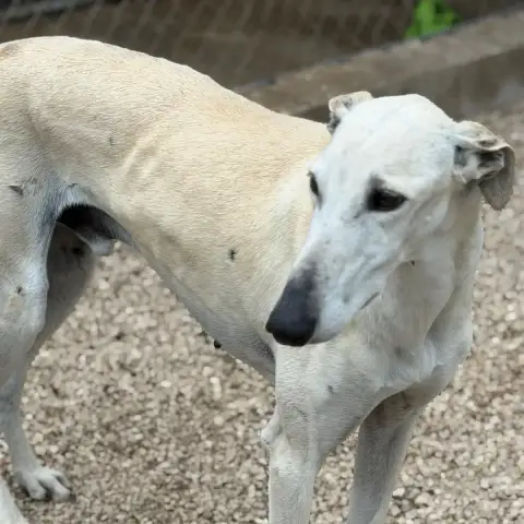 Tigrillo