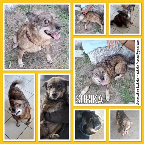 Surika
