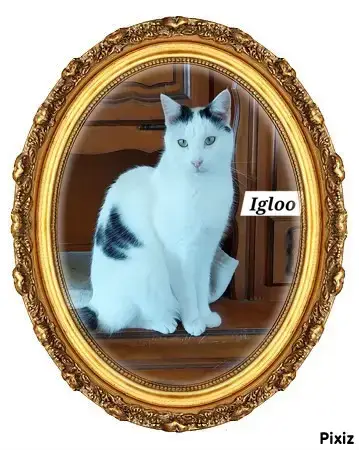 Igloo