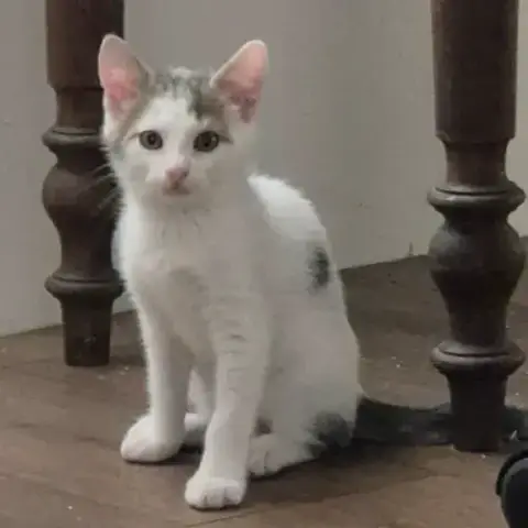 Bastet