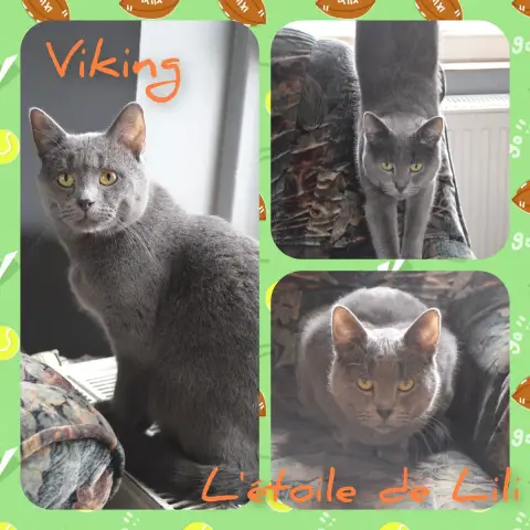 Vicking
