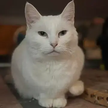 Anggun