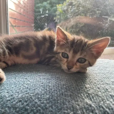 Millie photo 2