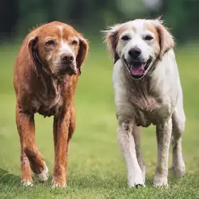 Mya Et Missy